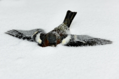 03_frederiquedebruijn-sneeuwval