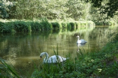 sized_Hay-samen dobberen