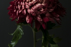 sized_Nicole Aster