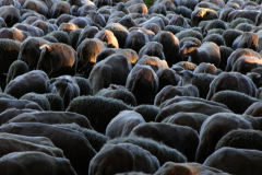 22_1727096_3_hanspeters