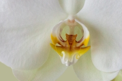 5.-Orchidee-3-jpg