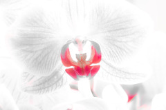 Raimond