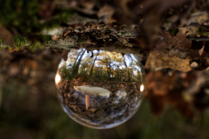 Subgroep Macro-fotografie